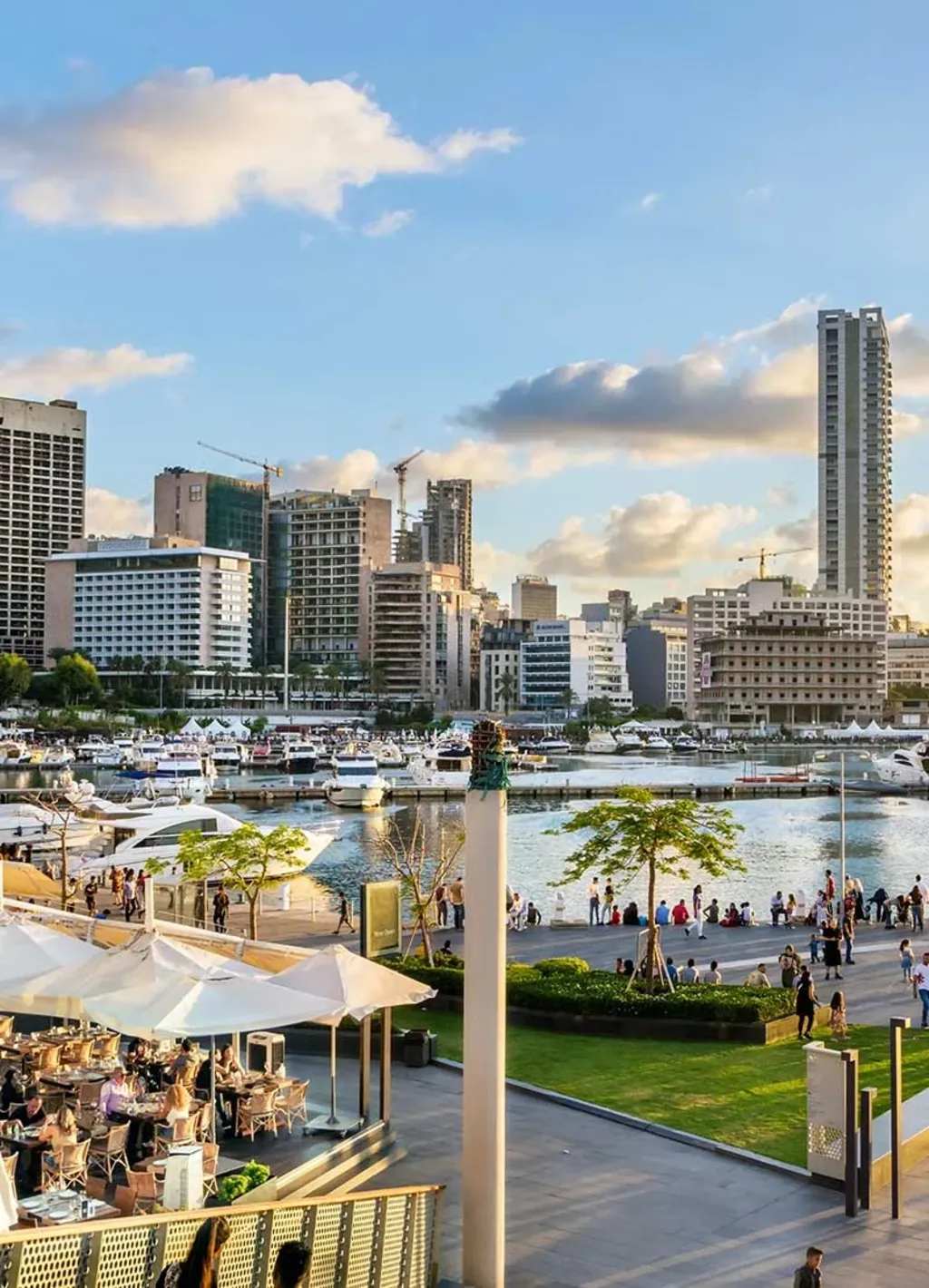 Distribution & Strategic Partnership